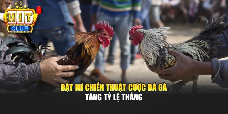 Bật mí chiến thuật cược đá gà tăng tỷ lệ thắng