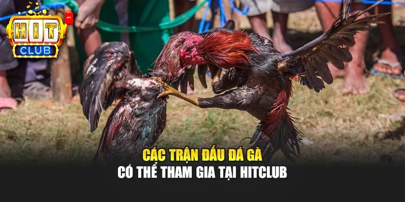 Các trận đấu đá gà có thể tham gia tại Hitclub