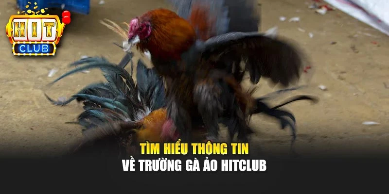 Tìm hiểu thông tin về trường gà ảo HITCLUB